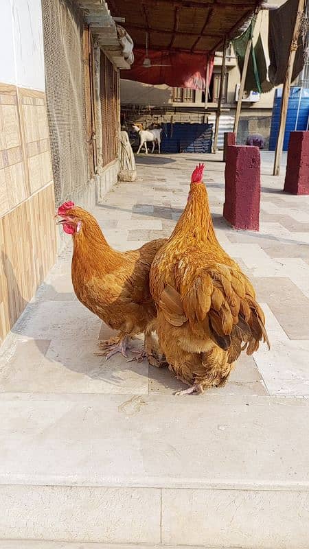 fency Golden bove egg laying King size 1