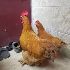 fency Golden bove egg laying King size