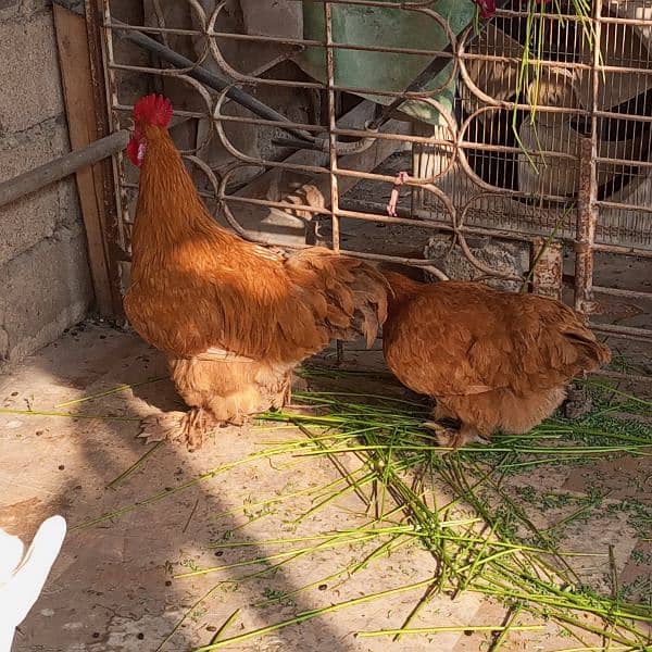 fency Golden bove egg laying King size 3