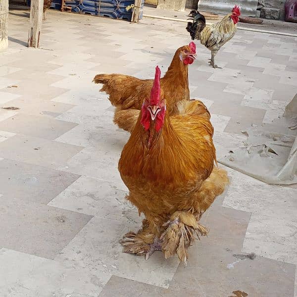 fency Golden bove egg laying King size 4