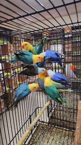 Love bird Parrot Mutation Love Birds Cream ino Opaline Pale Fallow 0