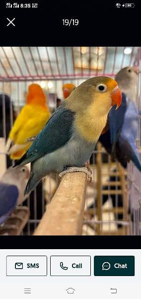 Love bird Parrot Mutation Love Birds Cream ino Opaline Pale Fallow 2