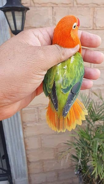 Love bird Parrot Mutation Love Birds Cream ino Opaline Pale Fallow 3