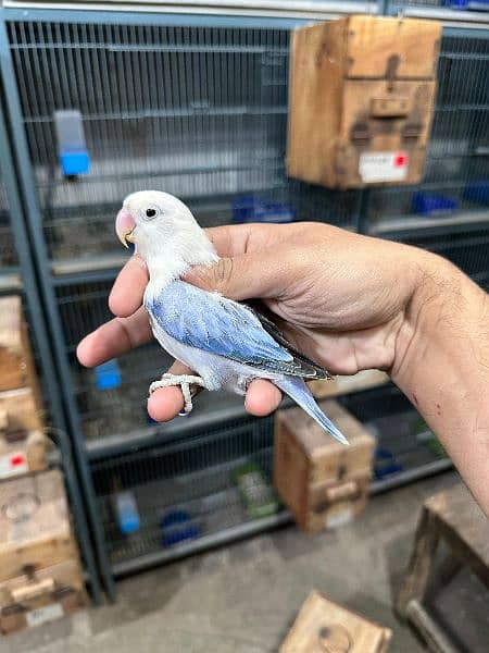 Love bird Parrot Mutation Love Birds Cream ino Opaline Pale Fallow 4