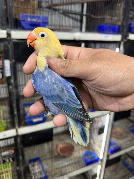 Love bird Parrot Mutation Love Birds Cream ino Opaline Pale Fallow 5