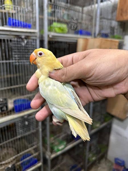 Love bird Parrot Mutation Love Birds Cream ino Opaline Pale Fallow 6