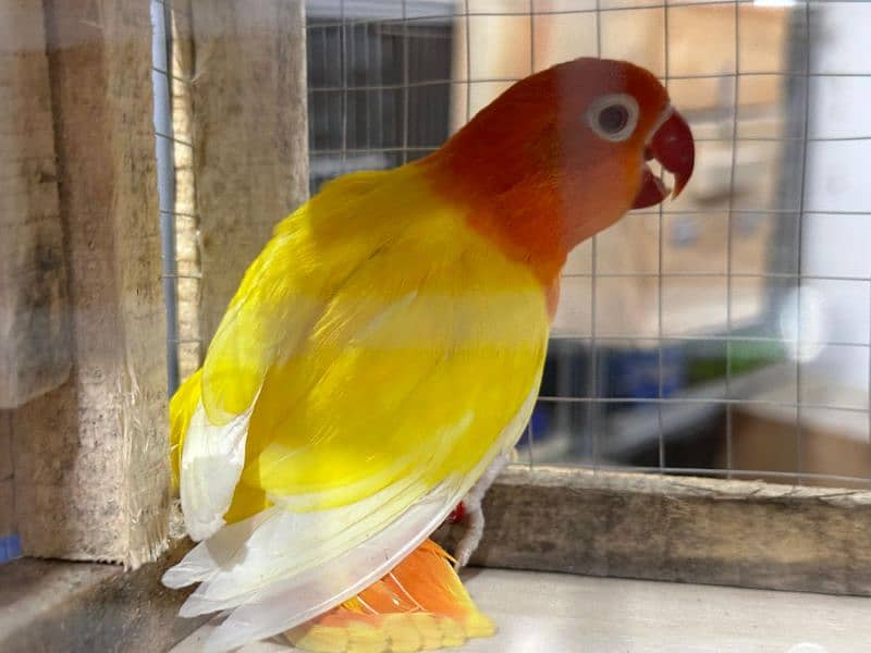 Love bird Parrot Mutation Love Birds Cream ino Opaline Pale Fallow 7