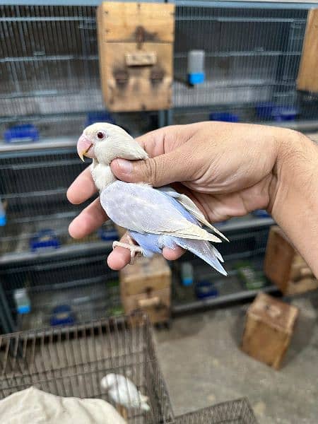 Love bird Parrot Mutation Love Birds Cream ino Opaline Pale Fallow 8