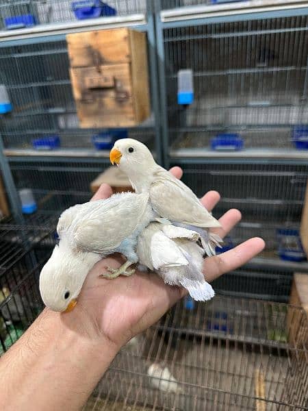 Love bird Parrot Mutation Love Birds Cream ino Opaline Pale Fallow 9