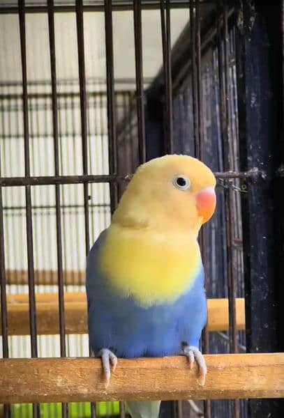 Love bird Parrot Mutation Love Birds Cream ino Opaline Pale Fallow 10