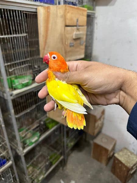 Love bird Parrot Mutation Love Birds Cream ino Opaline Pale Fallow 11