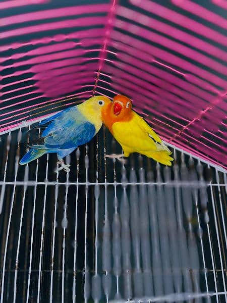 Love bird Parrot Mutation Love Birds Cream ino Opaline Pale Fallow 12