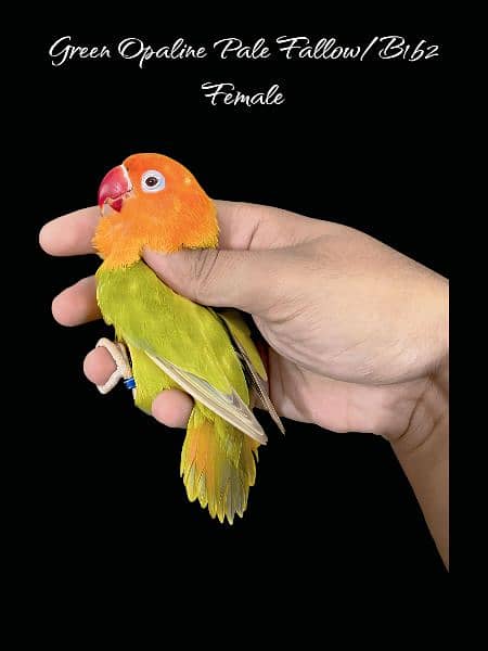 Love bird Parrot Mutation Love Birds Cream ino Opaline Pale Fallow 13