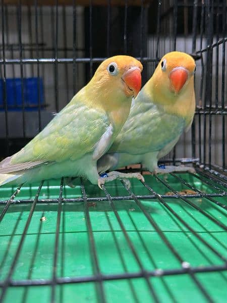 Love bird Parrot Mutation Love Birds Cream ino Opaline Pale Fallow 14