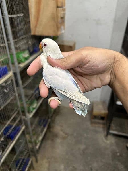 Love bird Parrot Mutation Love Birds Cream ino Opaline Pale Fallow 15