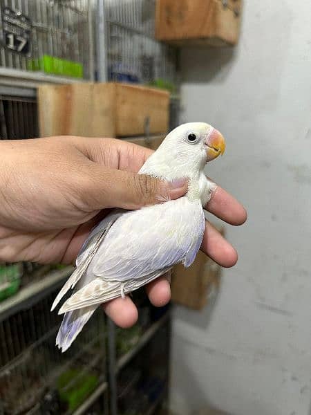 Love bird Parrot Mutation Love Birds Cream ino Opaline Pale Fallow 16