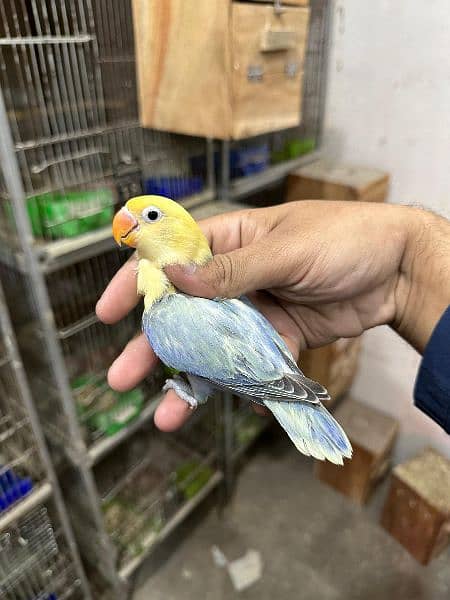 Love bird Parrot Mutation Love Birds Cream ino Opaline Pale Fallow 17