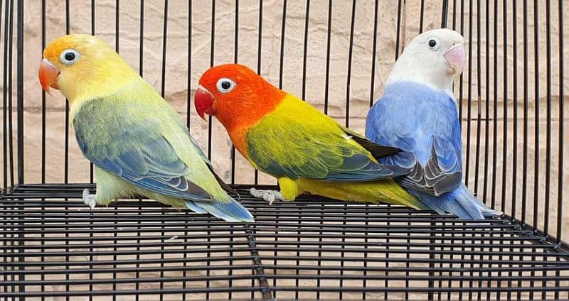 Love bird Parrot Mutation Love Birds Cream ino Opaline Pale Fallow 18