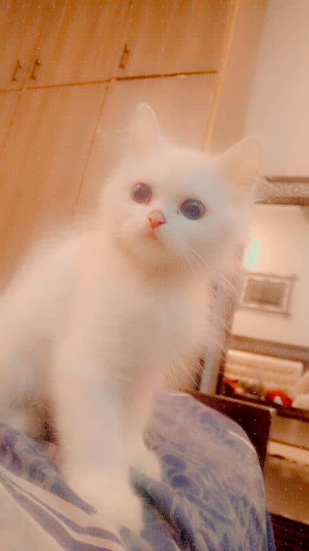 Male Persian kitten 0