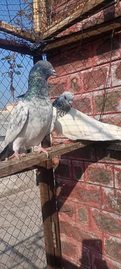 high flying pigeon pair