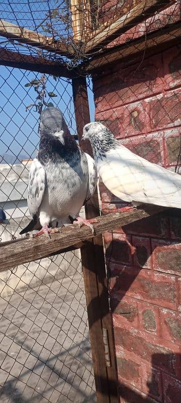 high flying pigeon pair 1