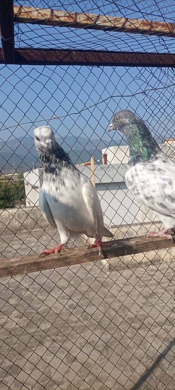 high flying pigeon pair 2