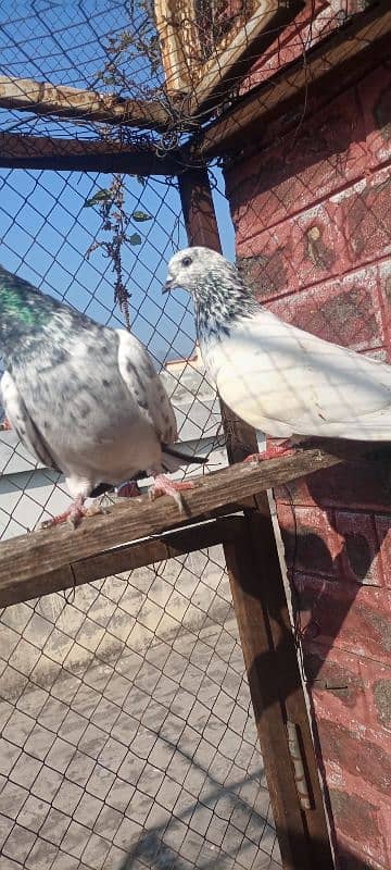 high flying pigeon pair 3