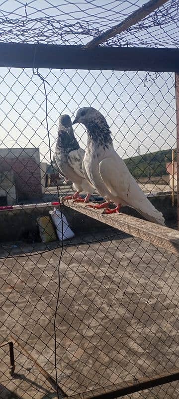 high flying pigeon pair 4