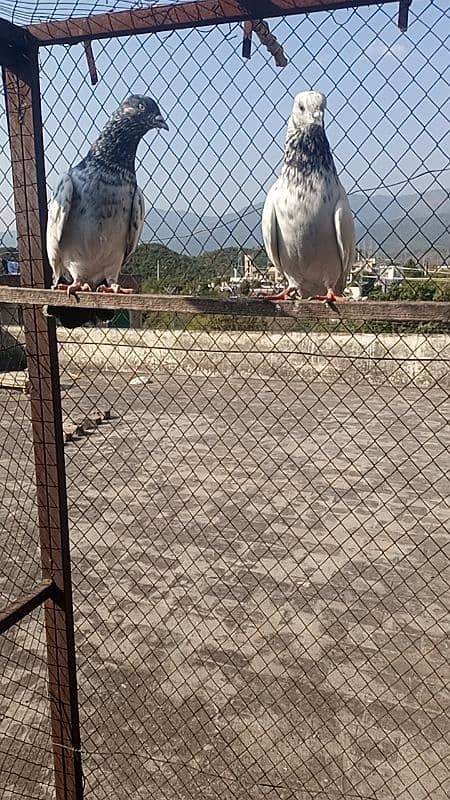 high flying pigeon pair 5