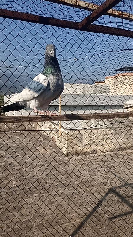 high flying pigeon pair 6