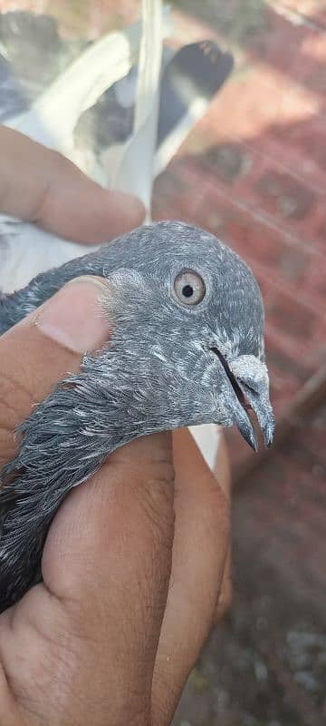 high flying pigeon pair 7