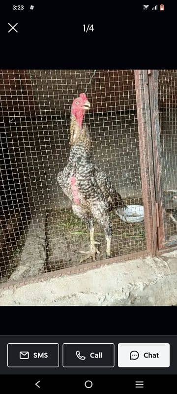 aseel shamo coco breed 1