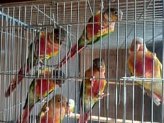 High red conure parrots/birds