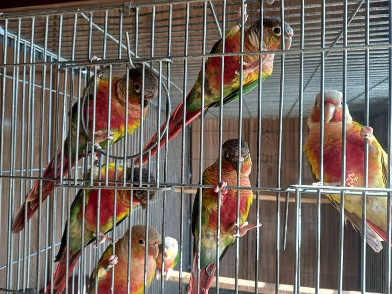 High red conure parrots/birds 0