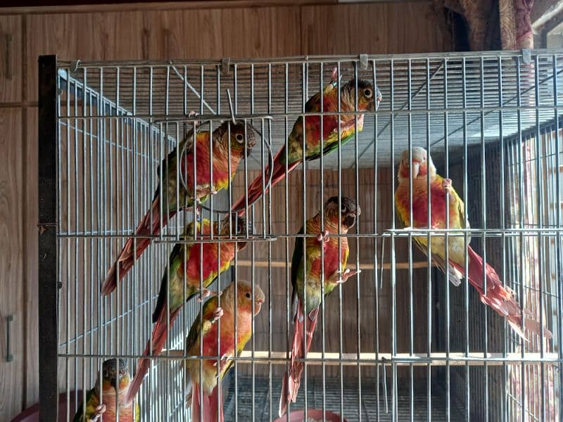 High red conure parrots/birds 1