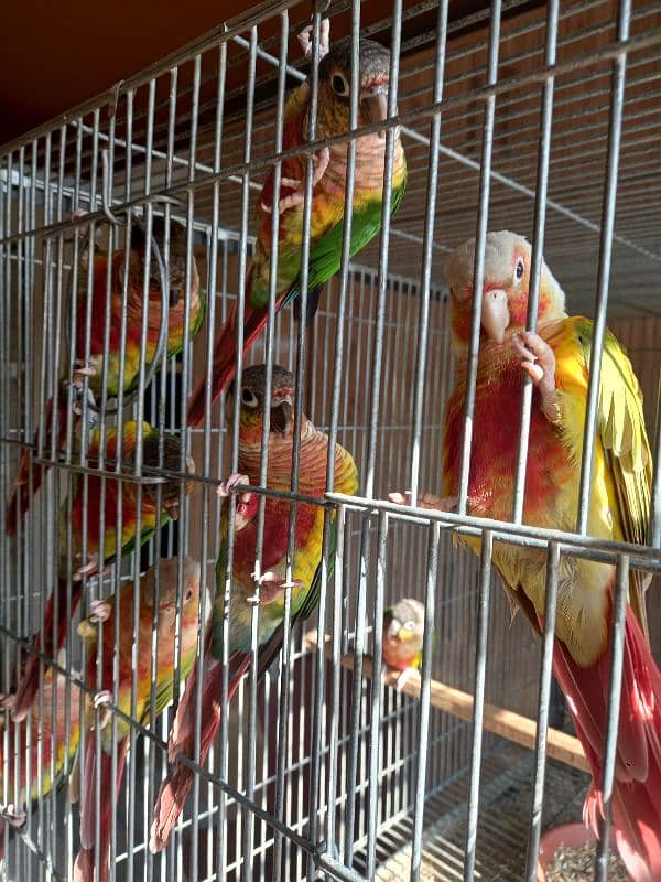 High red conure parrots/birds 2