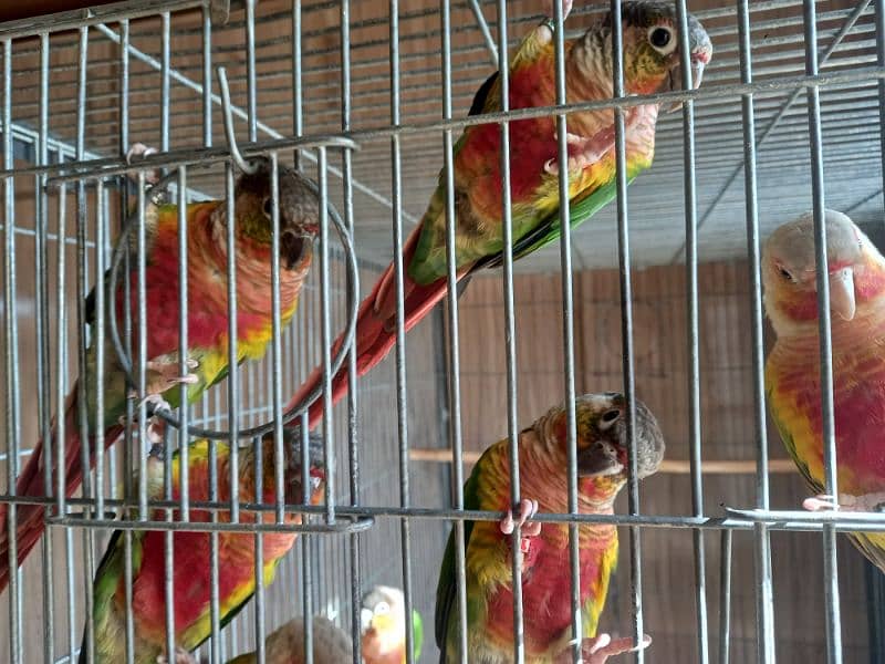 High red conure parrots/birds 3