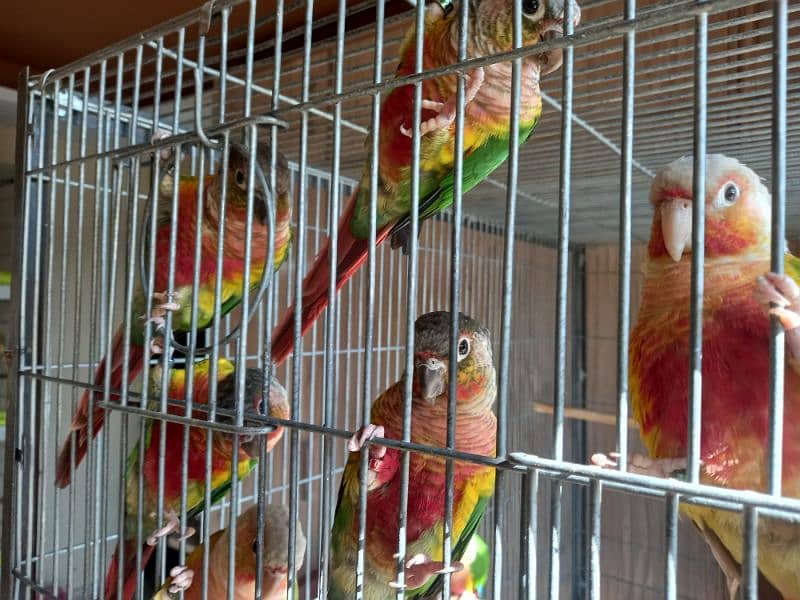 High red conure parrots/birds 4