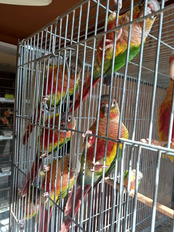 High red conure parrots/birds 5