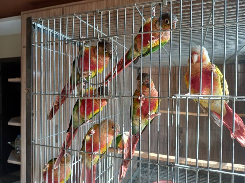 High red conure parrots/birds 6