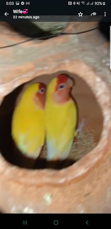 Australian Pairs love birds pairs and Fisher 3