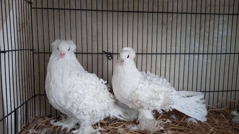 Paper white  Frill and yellow saddle on eggs breeder pairs Hige size 0