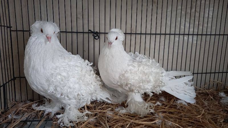 Paper white  Frill and yellow saddle on eggs breeder pairs Hige size 1