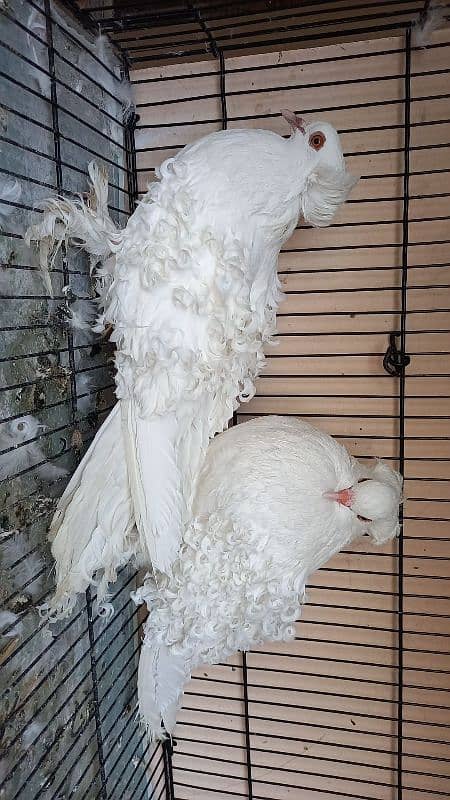 Paper white  Frill and yellow saddle on eggs breeder pairs Hige size 2