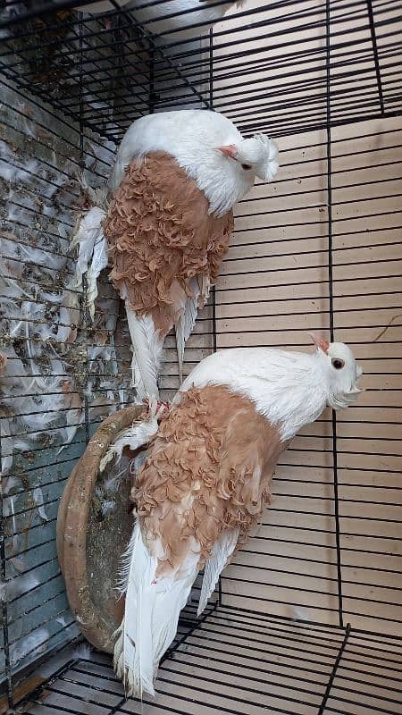 Paper white  Frill and yellow saddle on eggs breeder pairs Hige size 3