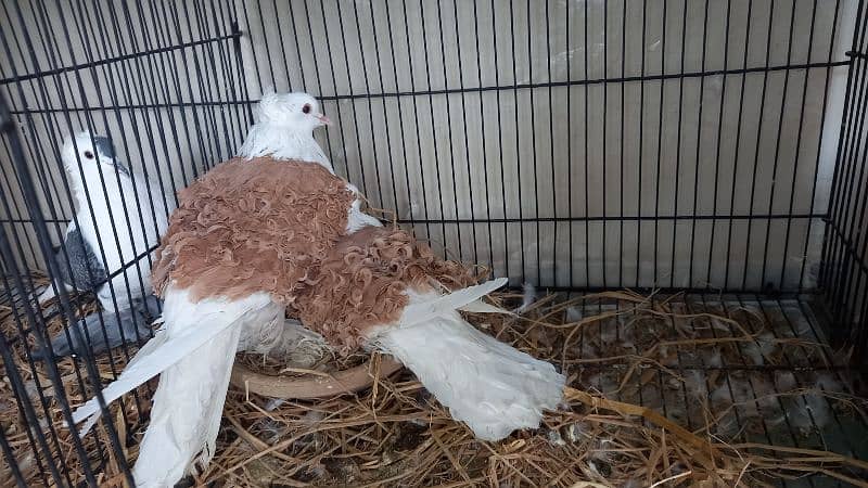 Paper white  Frill and yellow saddle on eggs breeder pairs Hige size 4