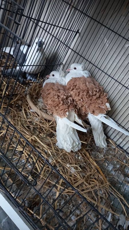 Paper white  Frill and yellow saddle on eggs breeder pairs Hige size 5