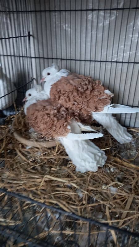 Paper white  Frill and yellow saddle on eggs breeder pairs Hige size 6