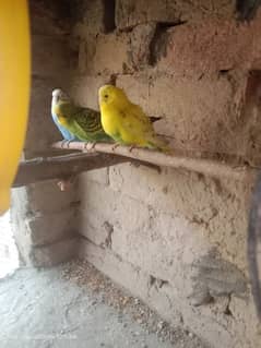 buges parrot pair Whatsapp 03061908536