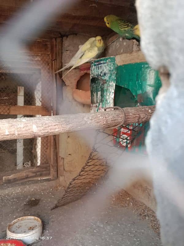 buges parrot pair Whatsapp 03061908536 1